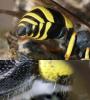 Ancistrocerus sp.